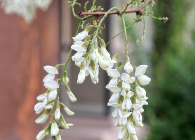 国槐什么时候开花 开放时间几月份