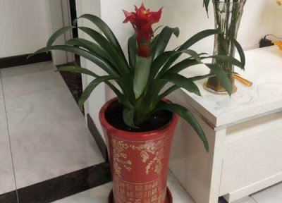 鸿运当头生长习性 鸿运当头的养殖方法和注意事项有哪些