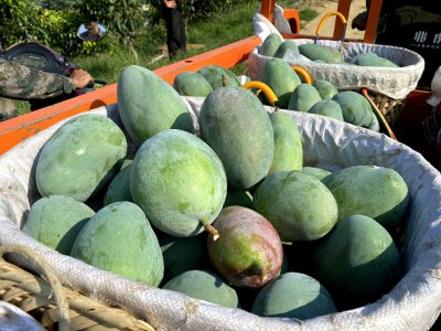 芒果催熟哪种方法最快又不坏 生芒果怎么放才会熟