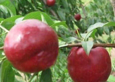 黑桃树几年结果实 种植多少年能挂果