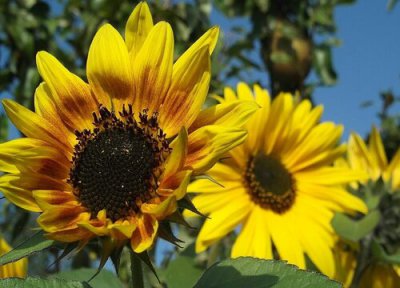 向日葵什么时候开放的季节 向日葵一年四季都开花吗