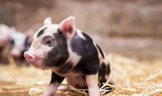如何挑选正宗的小香猪 怎样挑选正宗的小香猪