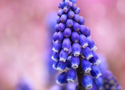 葡萄风信子什么时候开花 一年开几次花