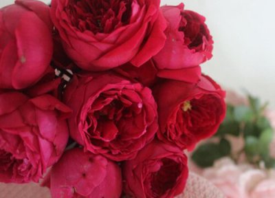 双人芭蕾月季是藤本还是灌木 双人芭蕾月季属于藤本还是灌木