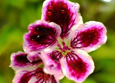 蝴蝶梅生长习性 蝴蝶梅的养殖方法和注意事项有哪些