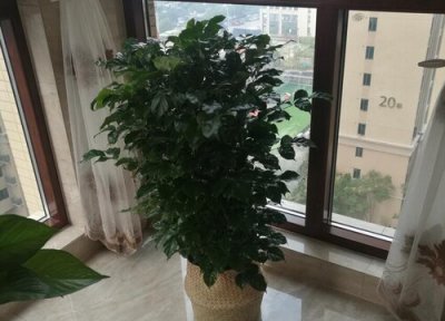 幸福树价格 幸福树多少钱一盆