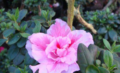 杜鹃花一晒太阳就蔫了原因 杜鹃花太阳晒过蔫了还能活吗