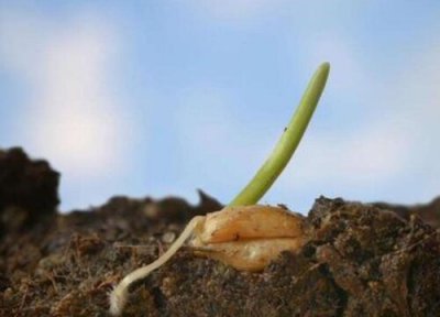 小麦发芽环境 小麦怎么发芽快