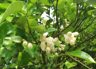 香泡树花香有毒吗 对人体有害吗