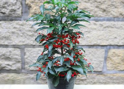 金玉满堂开花时间 金玉满堂怎么养才开花