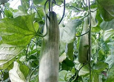 羊角蜜是热带水果吗 羊角蜜属于热带水果吗