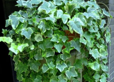 有利风水的爬藤植物 家里种什么爬藤类植物风水最好