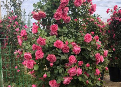 藤本月季一年开几次花 花期月份与时间