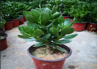 玉树浇水要浇透吗 浇水方法和注意事项