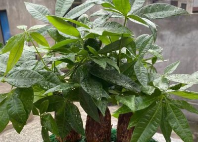 发财树几月份剪枝最好 每年需要剪枝 4~5月份修剪