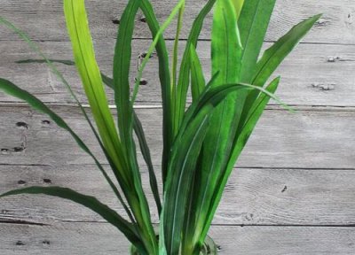 如何让盆栽兰花多发芽 如何养兰花让它很快的长新芽