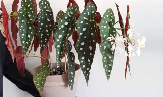 鳟鱼秋海棠花怎么养才长得好 鳟鱼秋海棠的养殖技巧