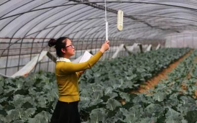 大棚蔬菜生长习性及特点 大棚蔬菜种植技术与管理要点