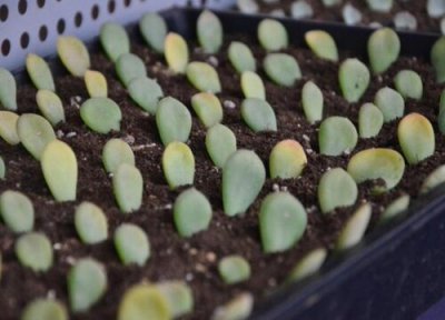 多肉如何扦插最好 扦插多肉植物都有什么窍门