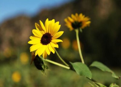 代表意难平的花 什么花的花语是意难平