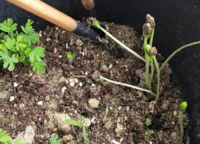 西瓜籽发芽环境 西瓜籽怎么发芽快