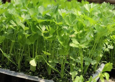 香菜栽种时间 香菜适合什么季节种