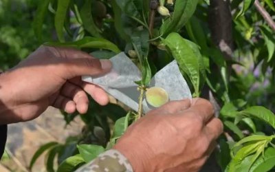 桃子套袋时间及方法 桃树什么时候套袋最合适