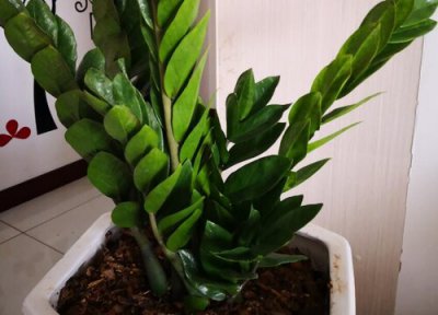 金钱树冬天枯萎怎么办 金钱树冬天烂根了怎么办