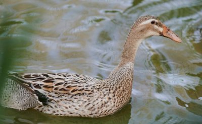 小鸭子可以活多久时间 鸭子作为宠物在家能养多久