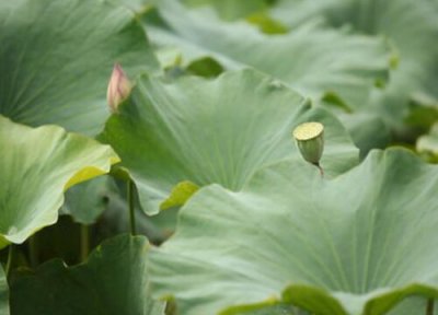 荷叶没根能活吗 荷叶有叶无根能否栽活