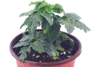 鹅卵石花盆栽 鹅卵石养护花卉都有哪些好处