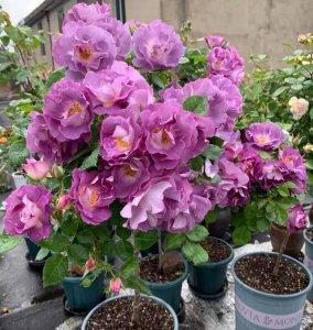 施什么肥让月季花开又多又大花瓣厚 自制月季花肥料