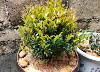 赤楠盆景养护方法 小叶赤楠树桩盆景养殖方法