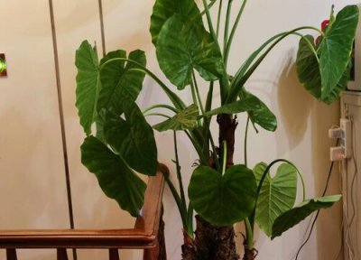 滴水观音价格 滴水观音多少钱一盆