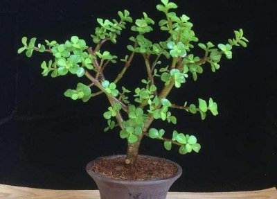 金枝玉叶营养土怎么配 金枝玉叶适合施什么肥料长的快