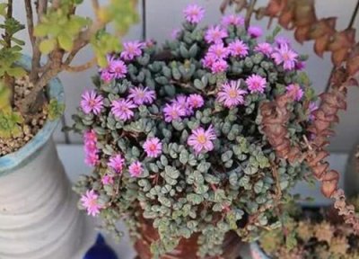 小家碧玉开花吗 开的花是什么样子