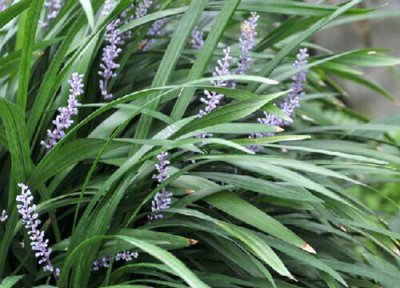 沿阶草和麦冬的区别 沿阶草与麦冬是一样的吗