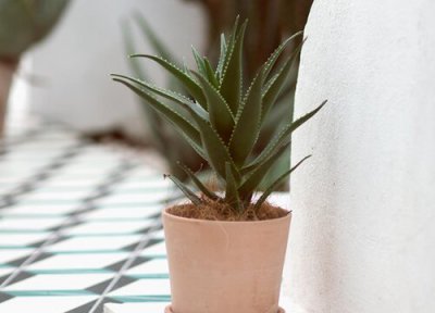 芦荟养护要点 夏季如何养护芦荟长得圆润又饱满