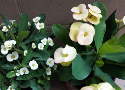 有毒的植物花卉 初养花友需要避开的微毒植物