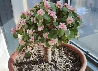 金枝玉叶夏天晒太阳 金枝玉叶怎么度夏安全