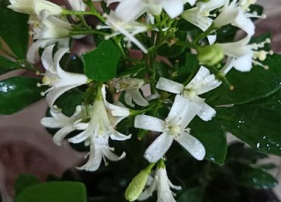 九里香扦插时间 九里香扦插生根最快方法