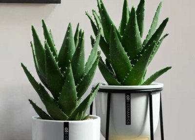 种芦荟要注意什么 芦荟养护一定要避开哪些忌讳