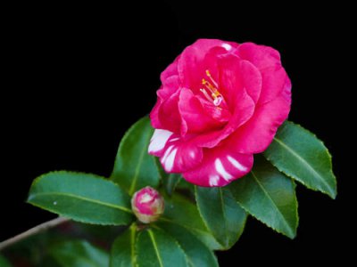 茶梅扦插时间 茶梅扦插生根最快方法