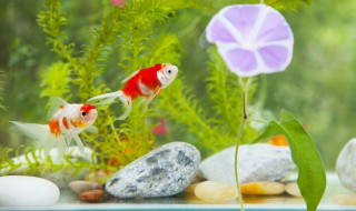 家庭怎么制作鱼缸水草 家庭如何制作鱼缸水草