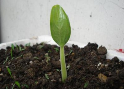 葫芦籽发芽环境 葫芦籽怎么发芽快