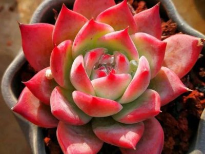 红颜蜜语多肉的养殖方法 多肉植物红颜蜜语好养吗