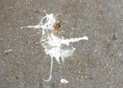 鸟屎做肥料 鸟屎可以做肥料吗