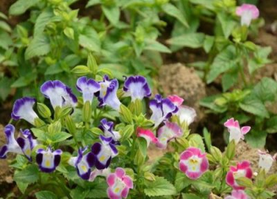 夏堇是什么花 夏堇是一年生还是多年生的草本植物