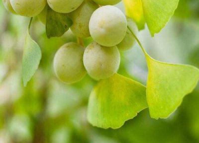 银杏树的果实怎么吃 怎么处理才能食用 无毒