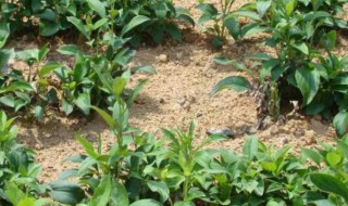 白术追肥用什么肥料 白术施肥方法和注意事项